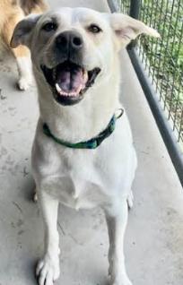 Enlarge Opal, a Adoptable mixed breed in Mocksville, NC image 3/3