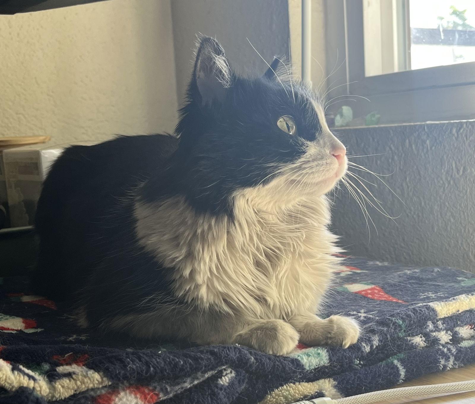 Enlarge Mabel (fiv), a Adoptable Domestic Medium Hair in Glendale, AZ image 1/3