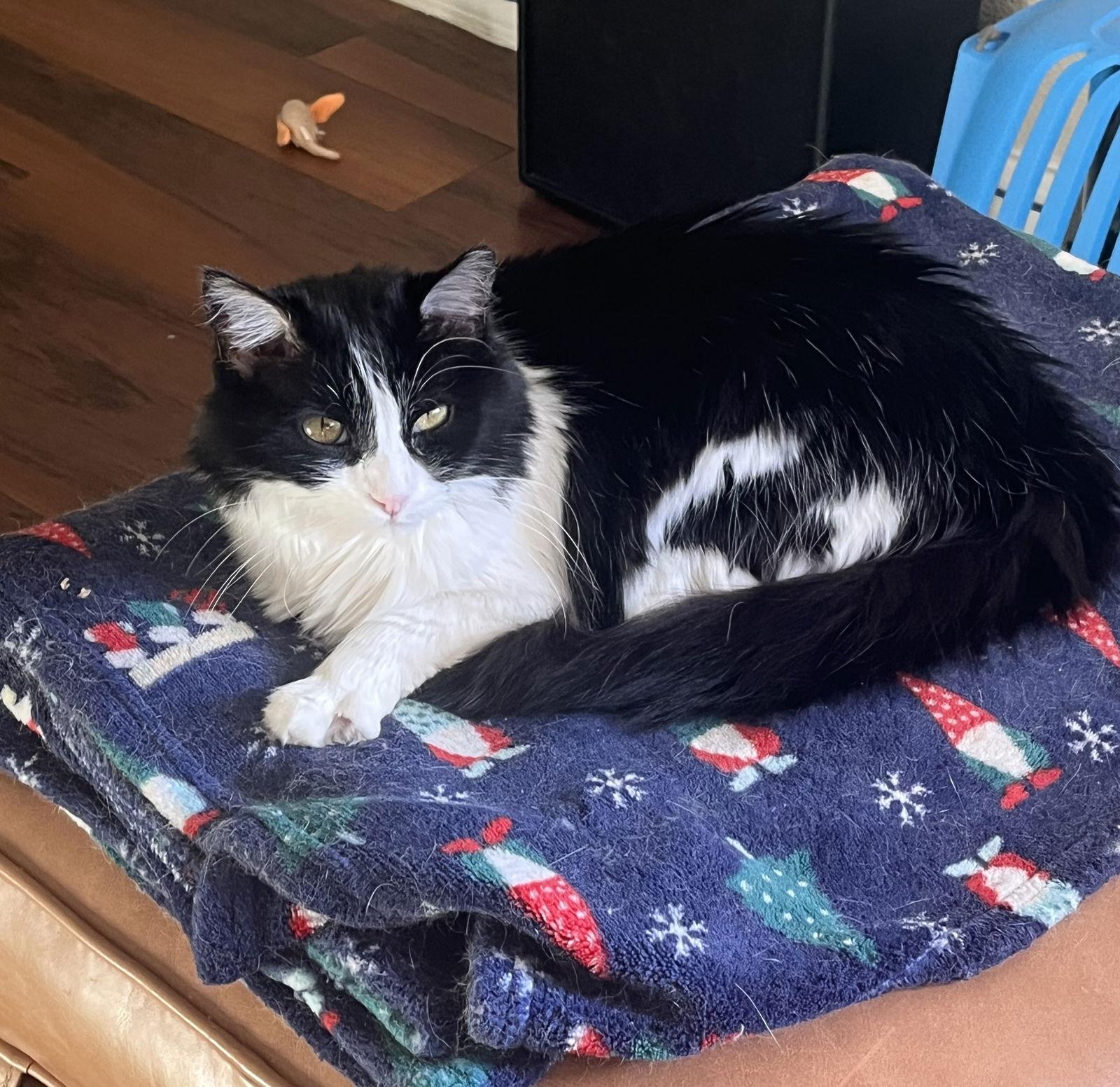 Enlarge Mabel (fiv), a Adoptable Domestic Medium Hair in Glendale, AZ image 2/3