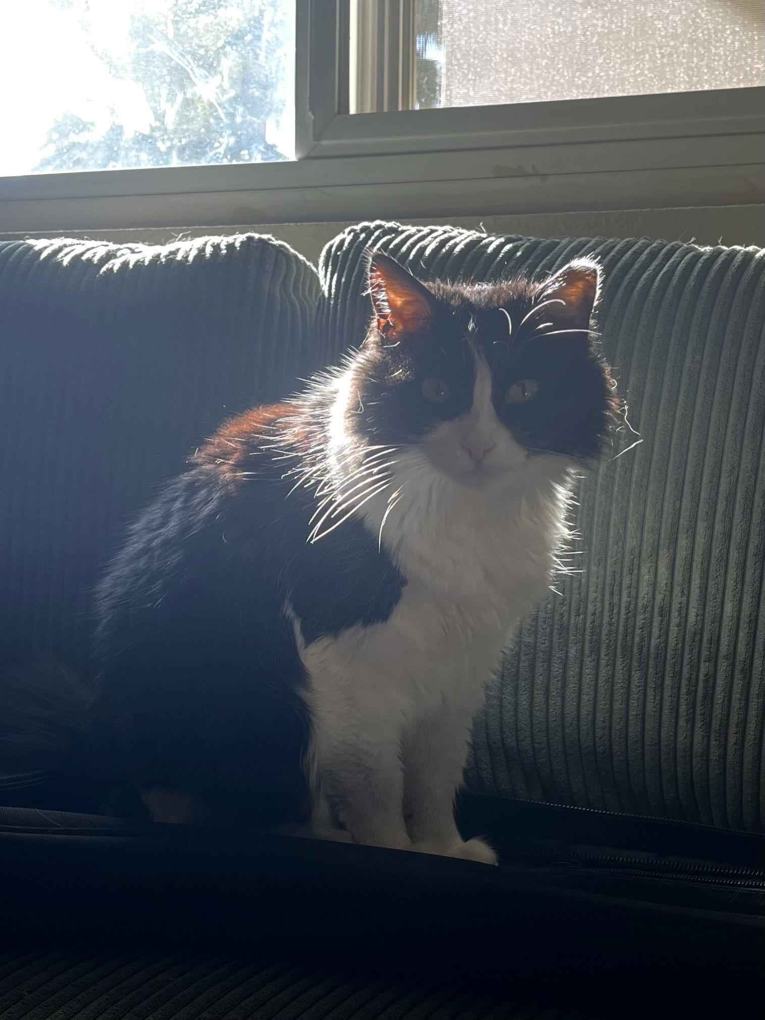 Enlarge Mabel (fiv), a Adoptable Domestic Medium Hair in Glendale, AZ image 3/3