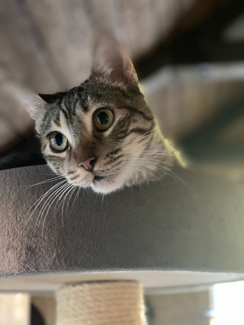 Penelope