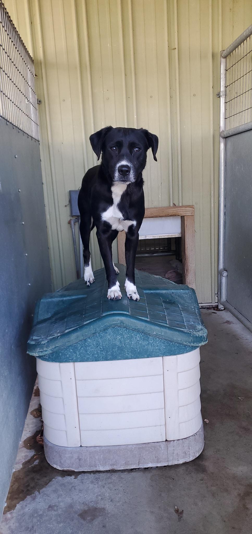 Enlarge Rome, a ADOPTABLE mixed breed in Attica, IN image 1/1