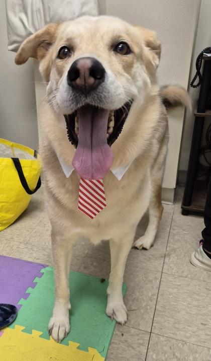 Enlarge Eeyore, an adopted Mixed Breed in Hamilton, OH image 2/3