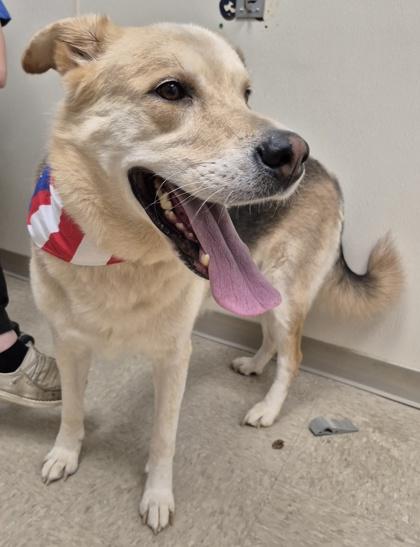 Enlarge Eeyore, an adopted Mixed Breed in Hamilton, OH image 3/3