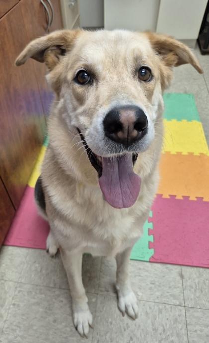 Eeyore, adopted, Adult Male Mixed Breed.