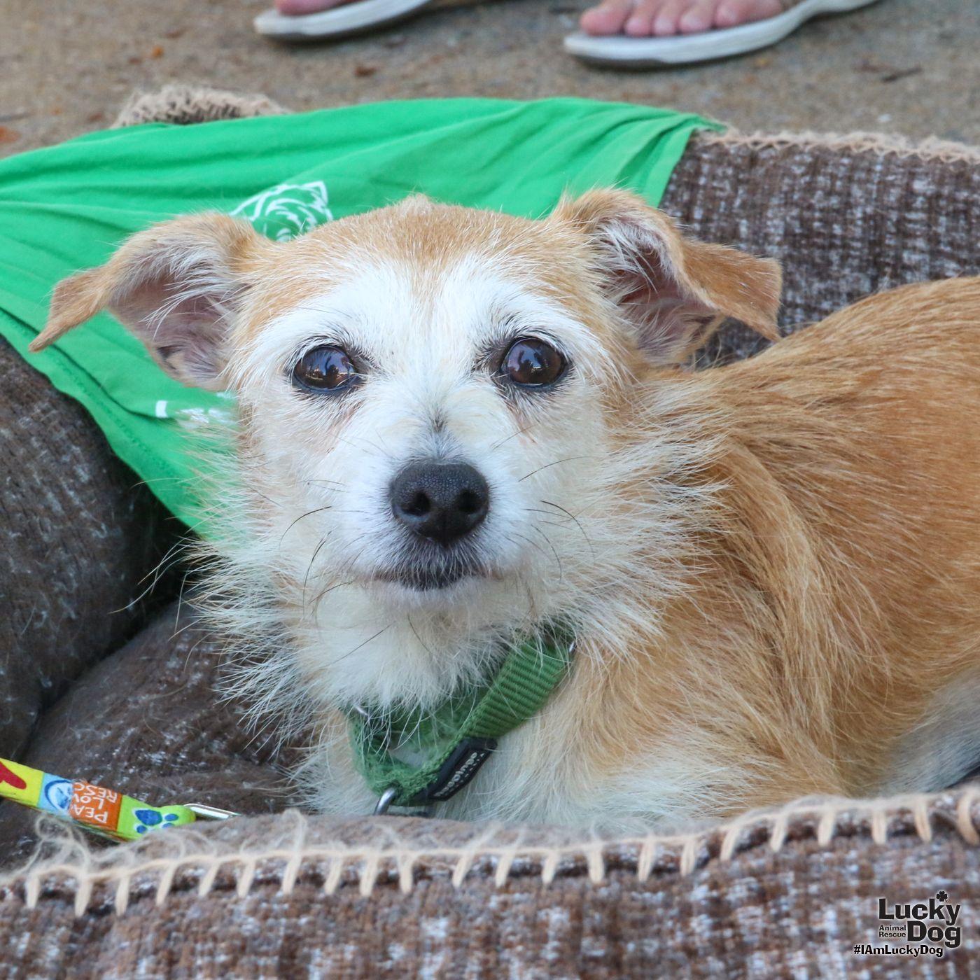 Lindsay, Adoptable, Adult Female Terrier & Wire Fox Terrier.