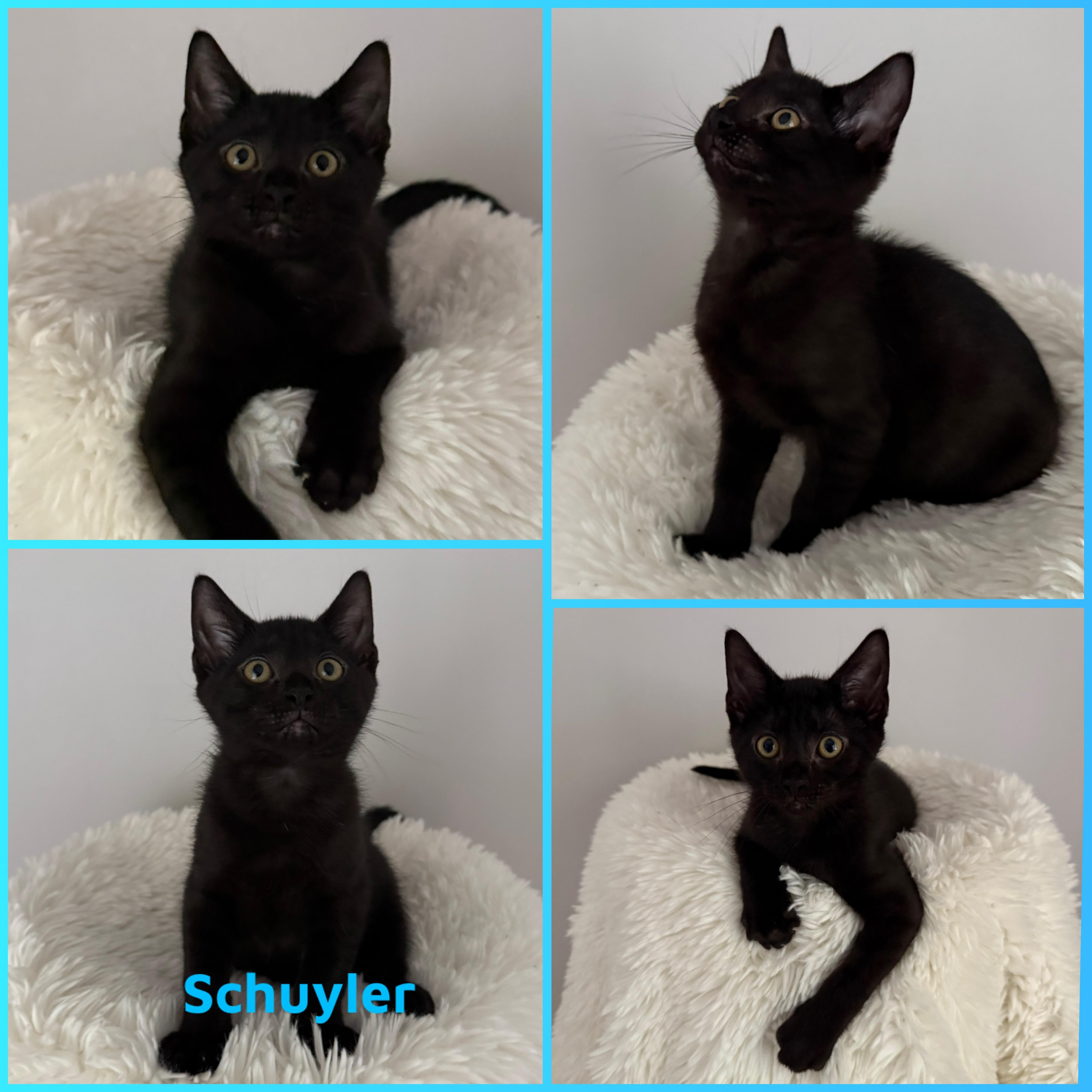 Schuyler, Baby Male Domestic Short Hair