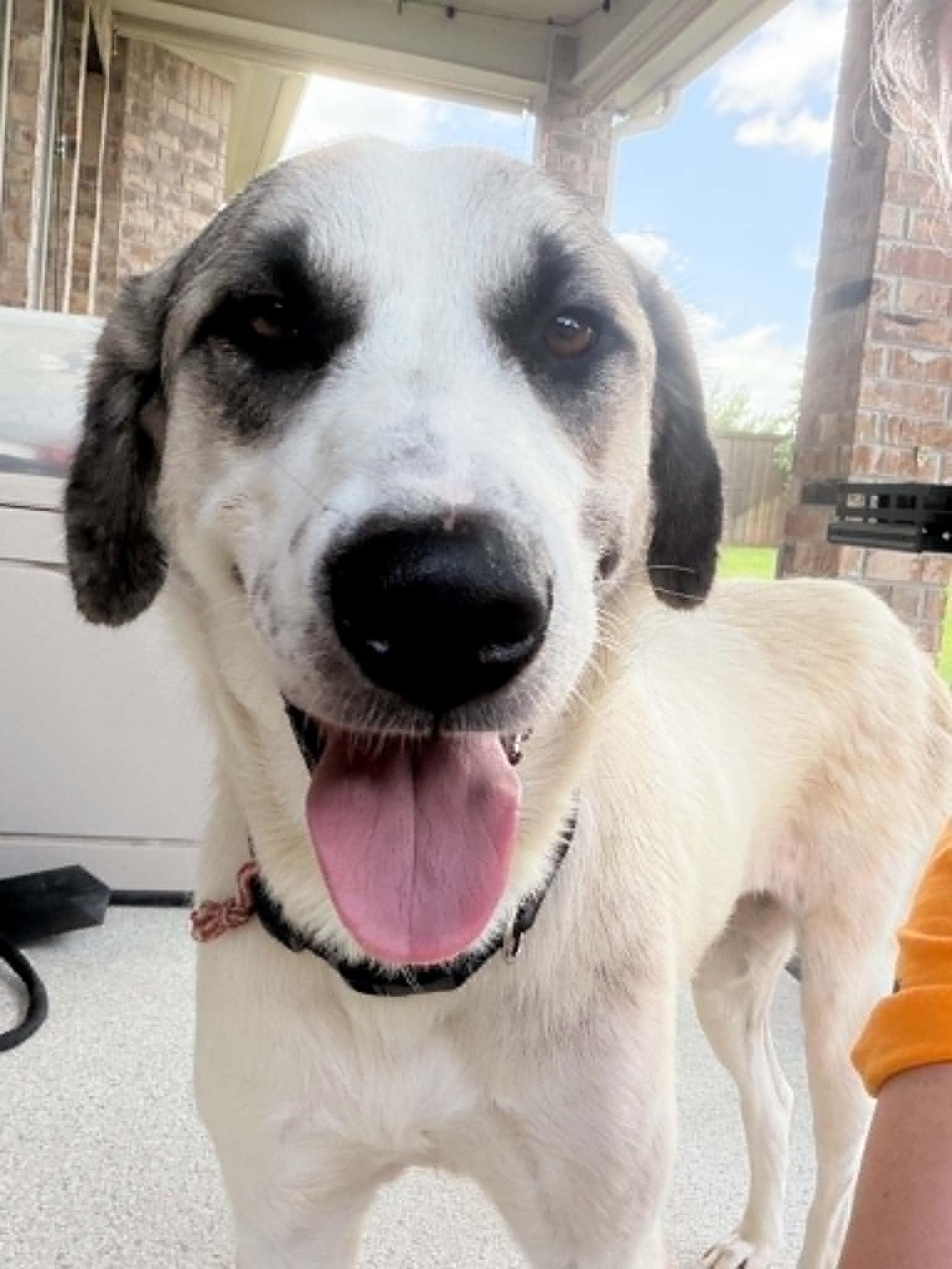 Lua, a Adoptable mixed breed in San Antonio, TX image 2/6