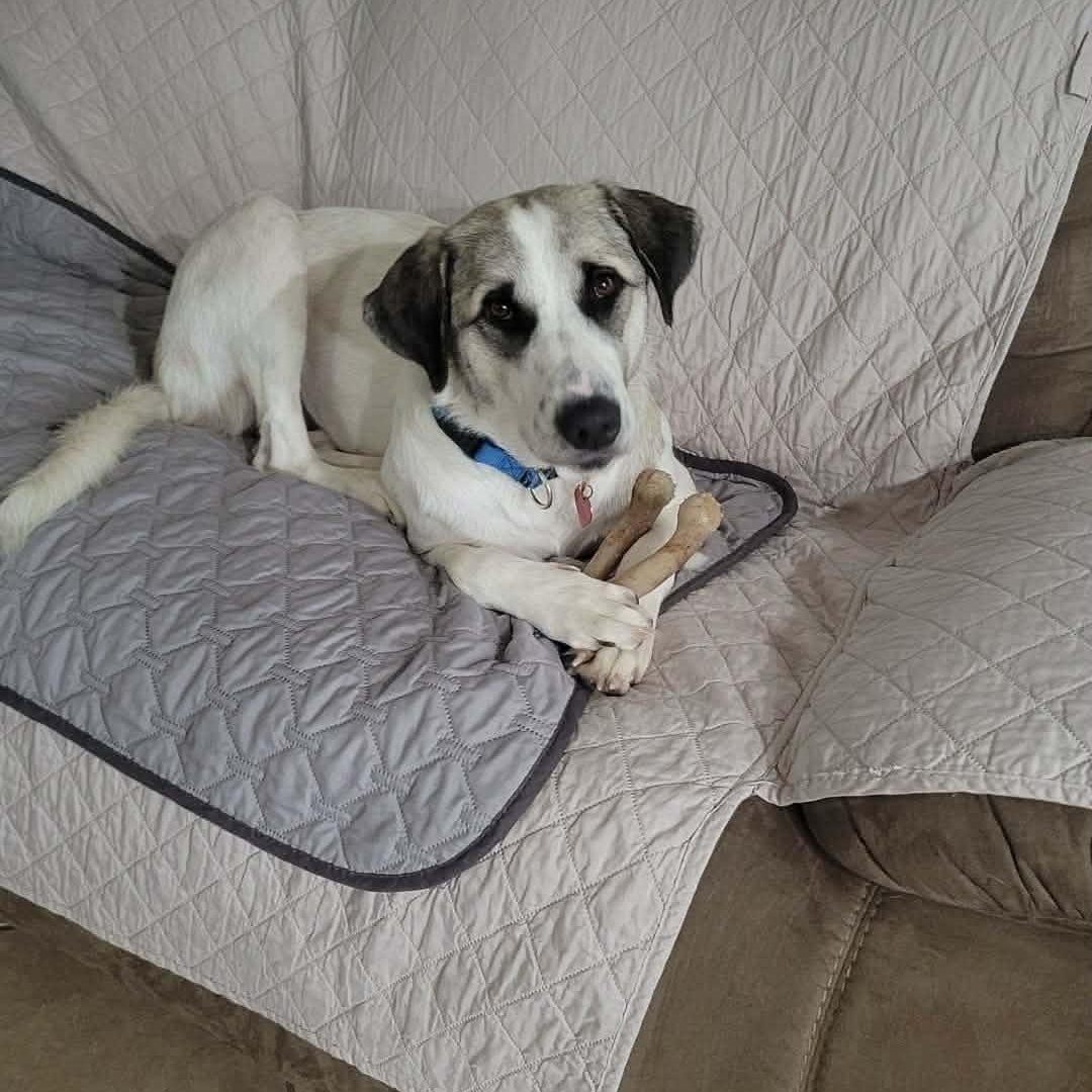 Lua, Adoptable, Young Female Anatolian Shepherd.