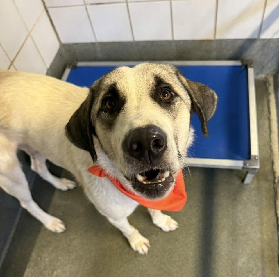 Lua, a Adoptable mixed breed in San Antonio, TX image 5/6