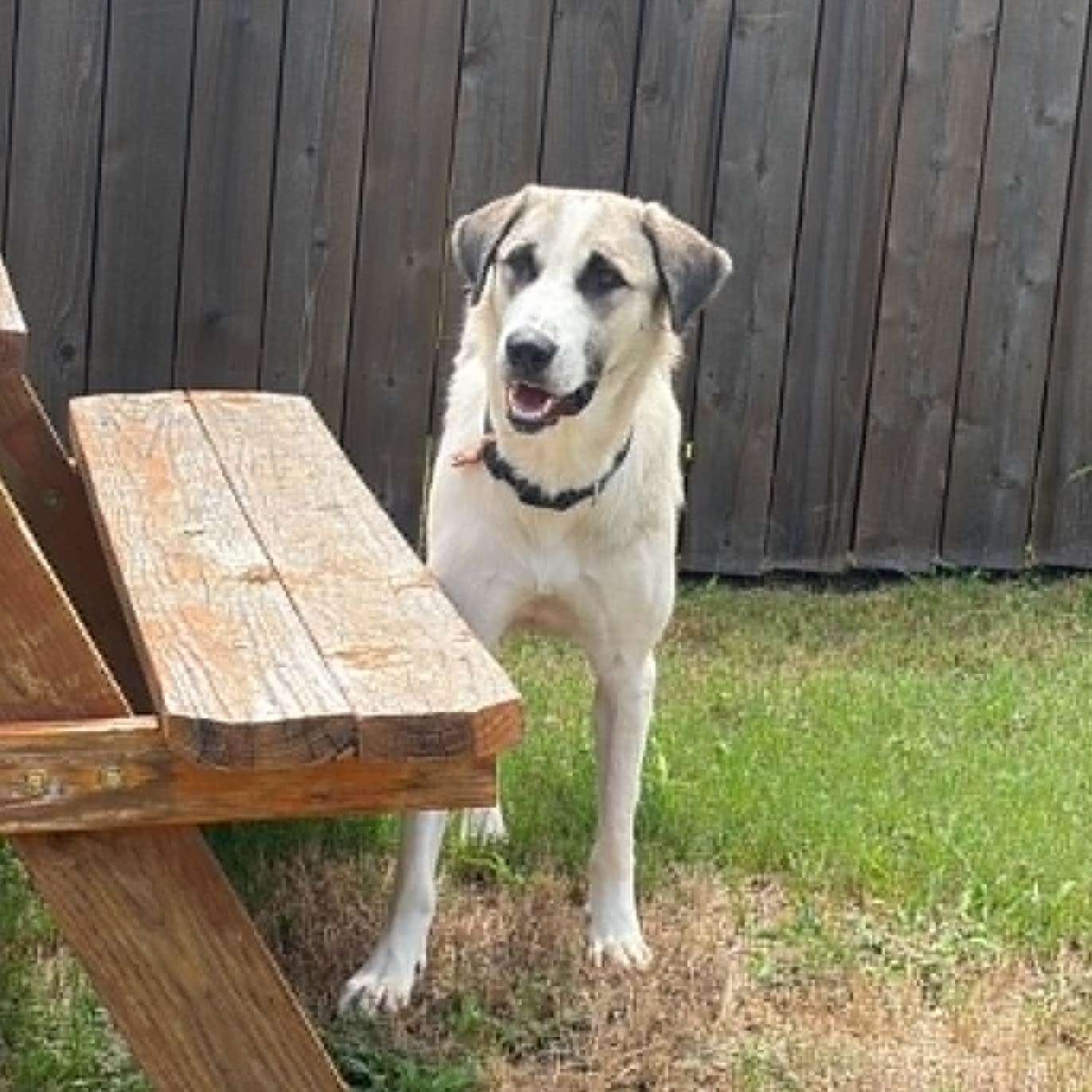 Lua, a Adoptable mixed breed in San Antonio, TX image 4/6