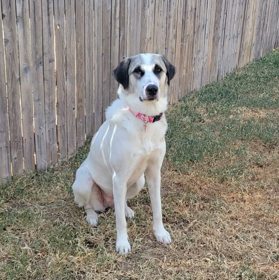 Lua, a Adoptable mixed breed in San Antonio, TX image 6/6