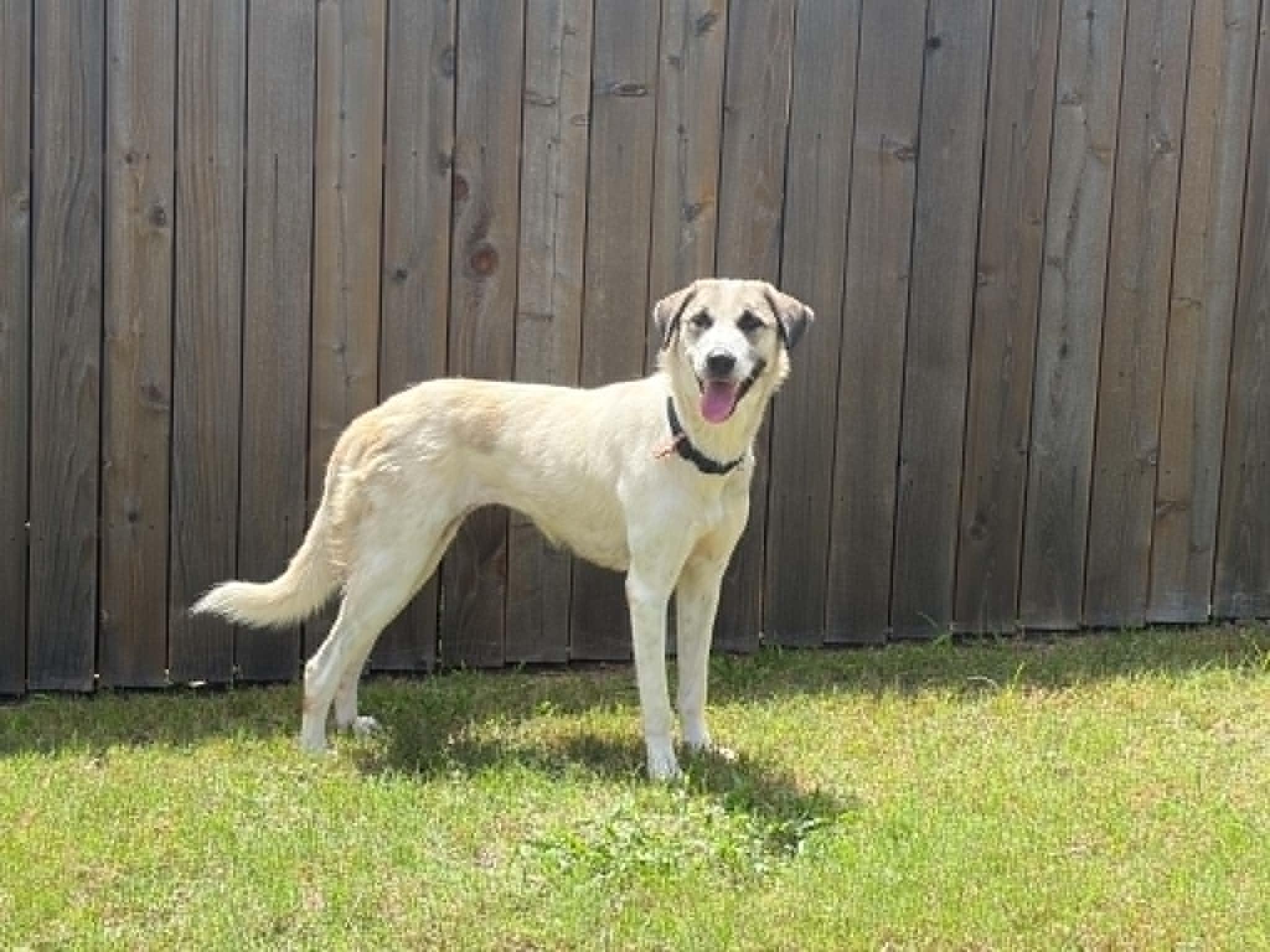 Lua, a Adoptable mixed breed in San Antonio, TX image 3/6