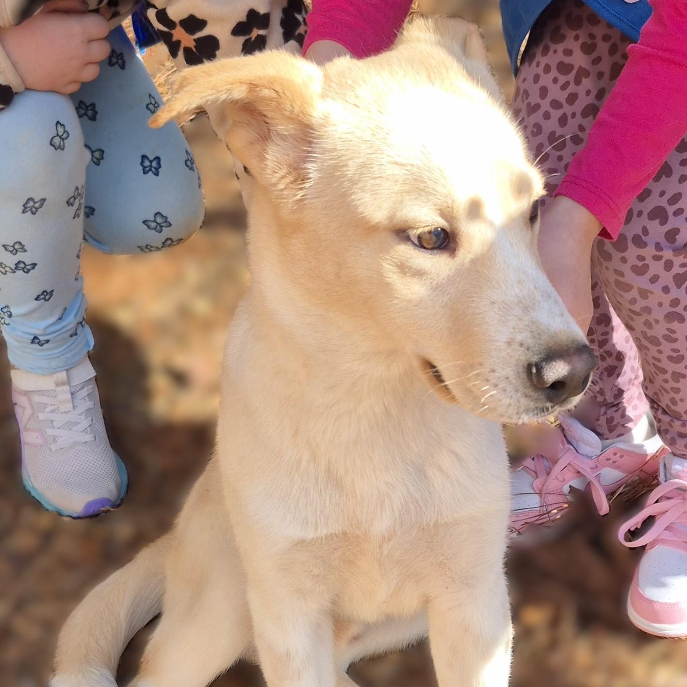 Enlarge PUPPIES:  Starfire (F) and Robin (M), an adoptable mixed breed in Alpharetta, GA image 6/6