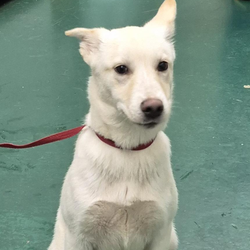 Enlarge PUPPIES:  Starfire (F) and Robin (M), an adoptable mixed breed in Alpharetta, GA image 1/6