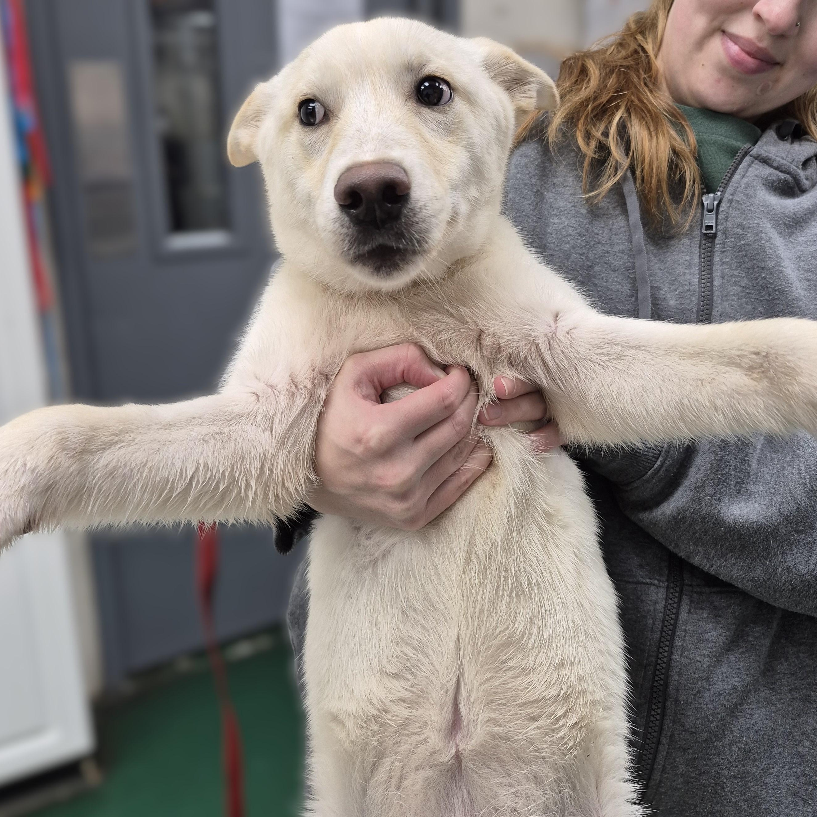 Enlarge PUPPIES:  Starfire (F) and Robin (M), an adoptable mixed breed in Alpharetta, GA image 2/6
