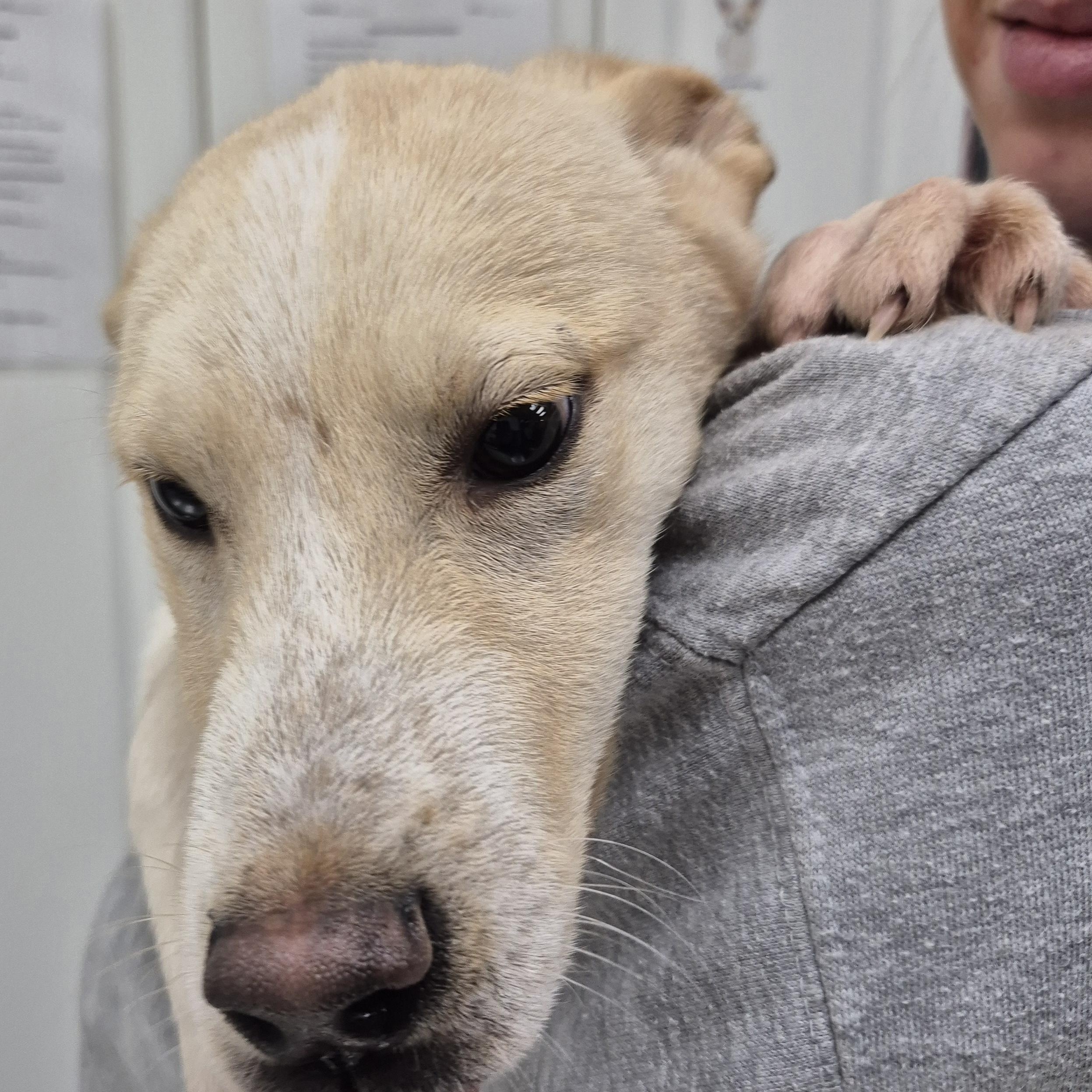 Enlarge PUPPIES:  Starfire (F) and Robin (M), an adoptable mixed breed in Alpharetta, GA image 3/6