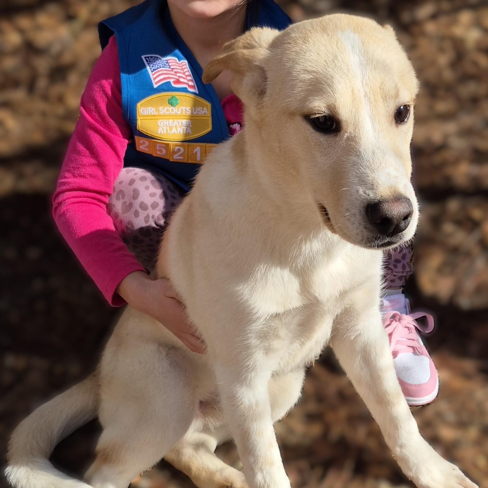 Enlarge PUPPIES:  Starfire (F) and Robin (M), an adoptable mixed breed in Alpharetta, GA image 1/6