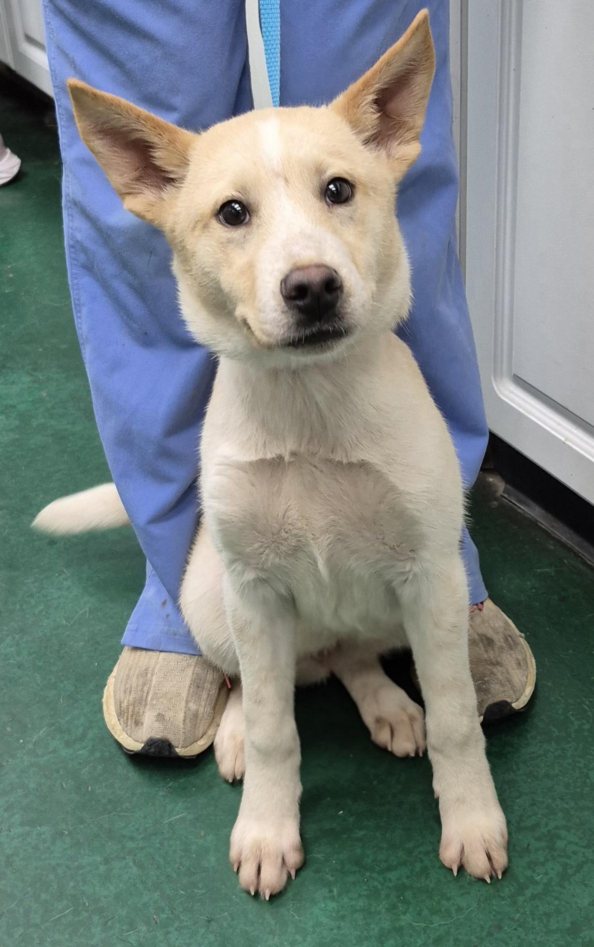 Enlarge PUPPIES:  Starfire (F) and Robin (M), an adoptable mixed breed in Alpharetta, GA image 4/6