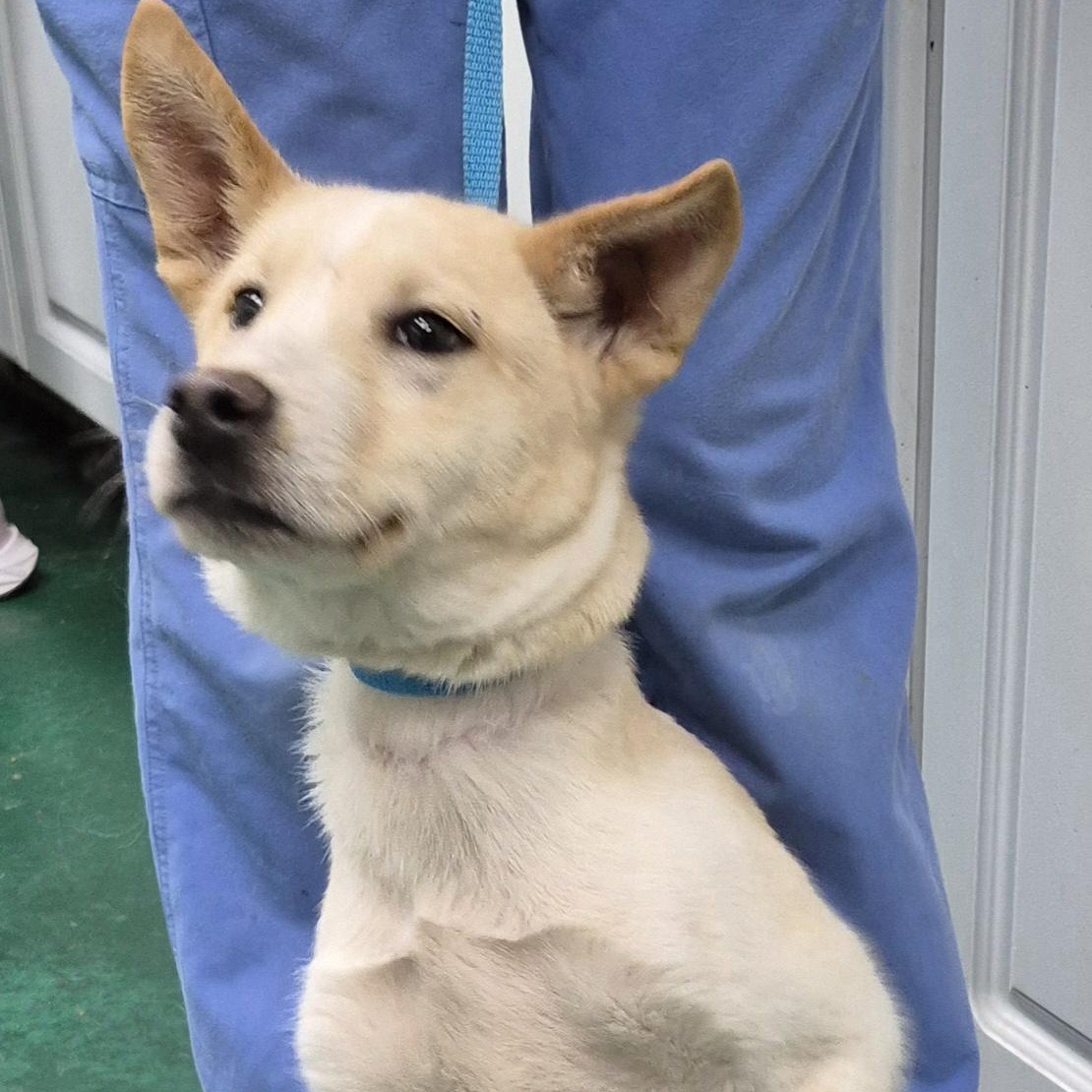 Enlarge PUPPIES:  Starfire (F) and Robin (M), an adoptable mixed breed in Alpharetta, GA image 5/6