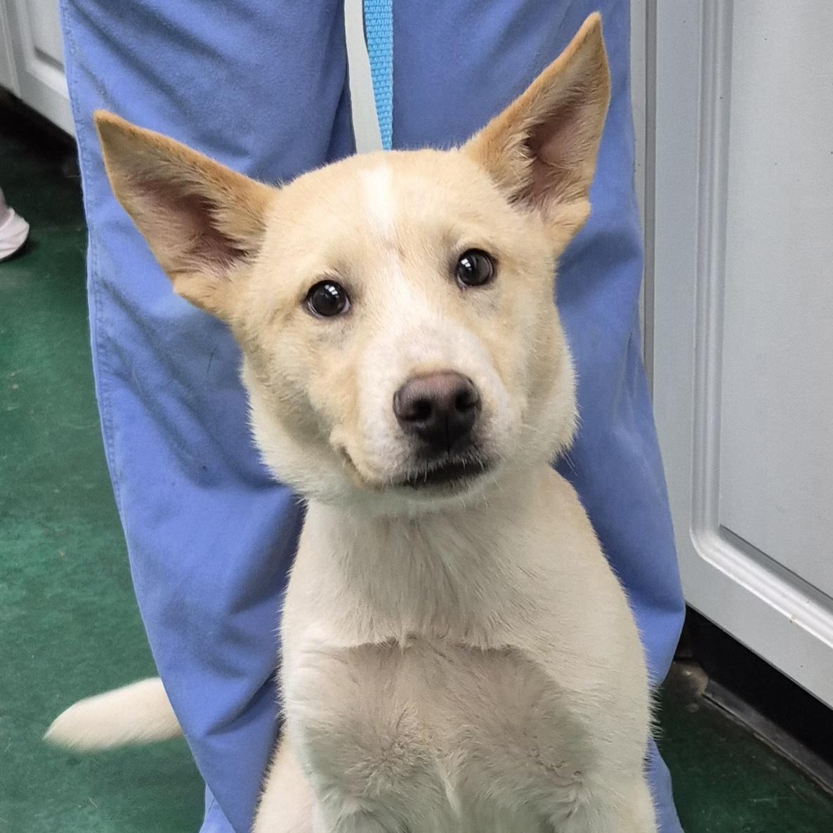 Enlarge PUPPIES:  Starfire (F) and Robin (M), an adoptable mixed breed in Alpharetta, GA image 6/6