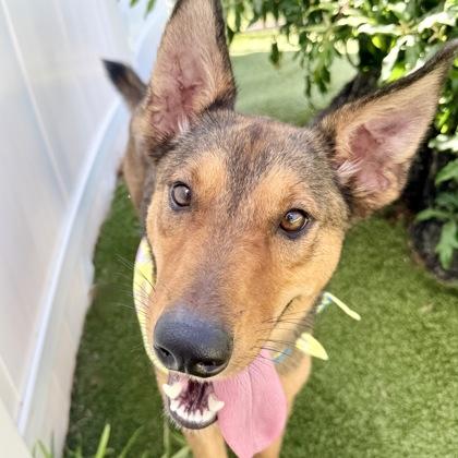 Rosie, a Adoptable mixed breed in Largo, FL image 1/3
