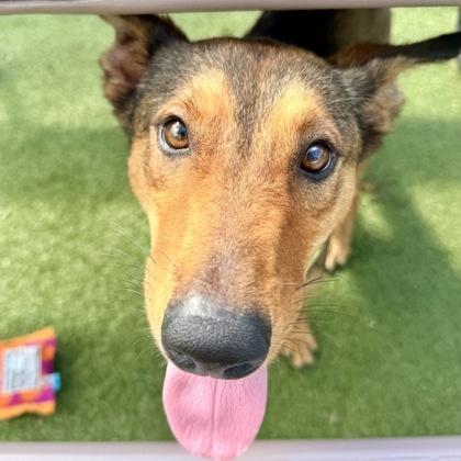 Rosie, a Adoptable mixed breed in Largo, FL image 2/3