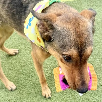 Rosie, a Adoptable mixed breed in Largo, FL image 3/3