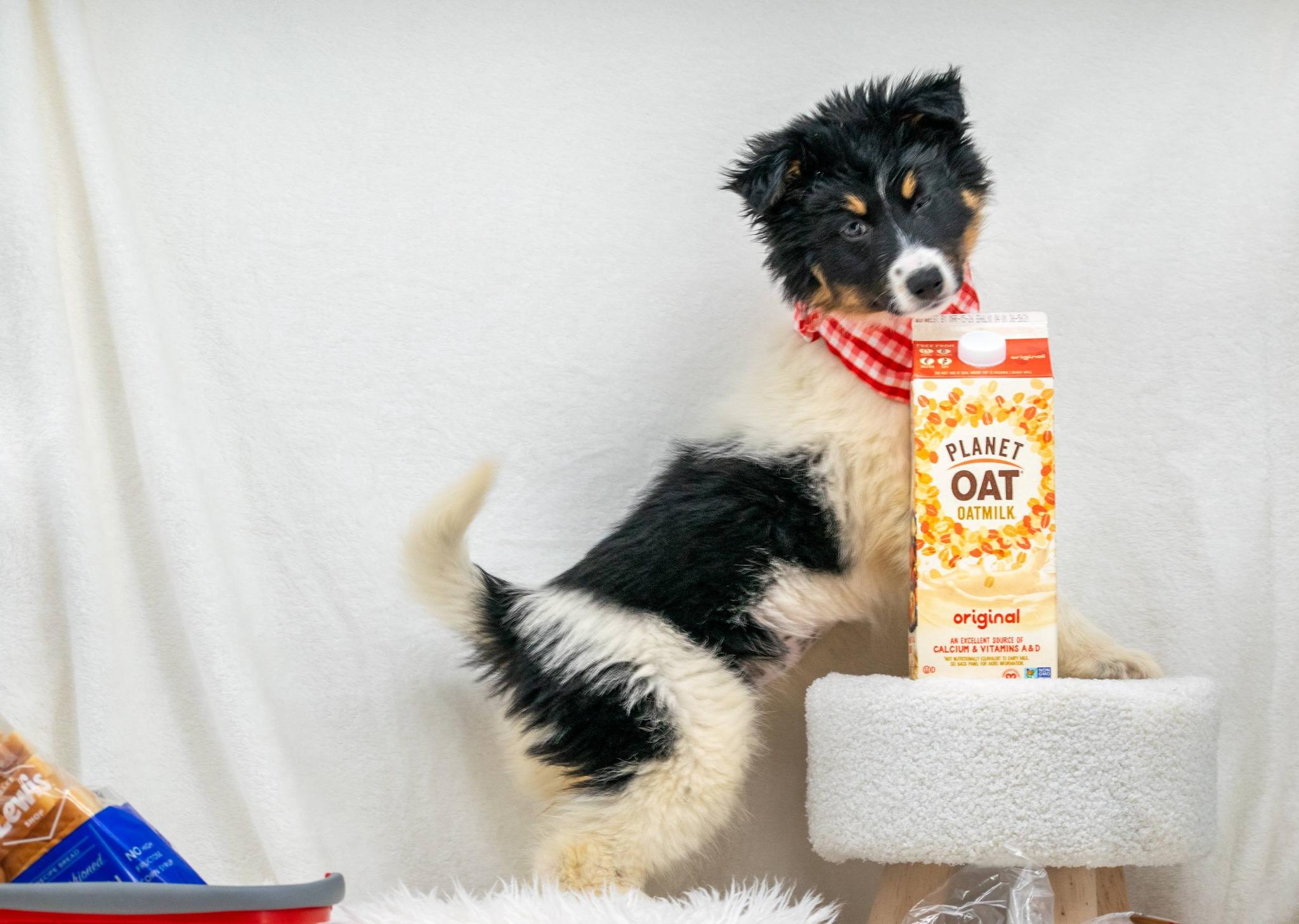 Bread, an adopted Border Collie in Sevierville, TN image 4/4