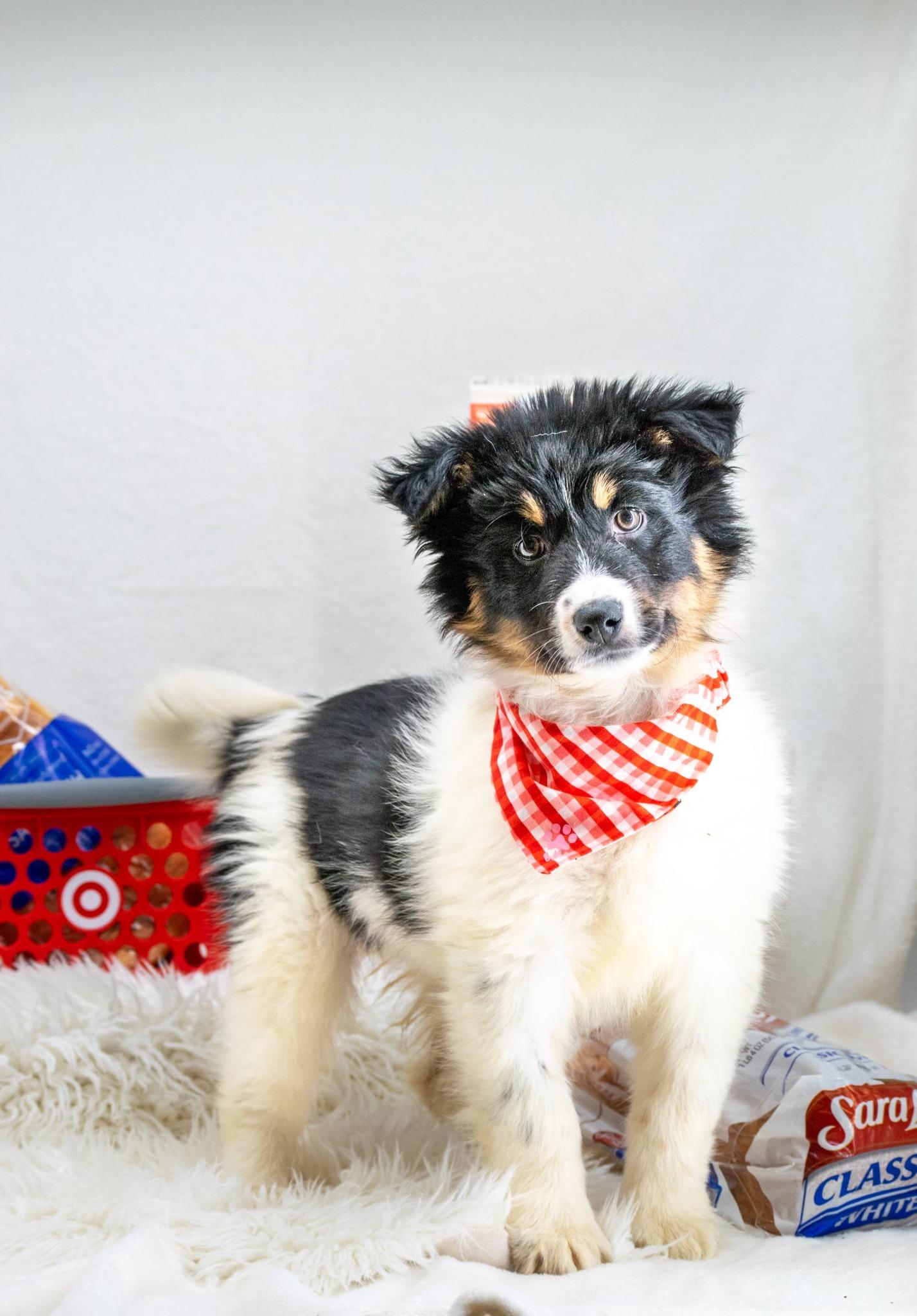 Bread, an adopted Border Collie in Sevierville, TN image 2/4