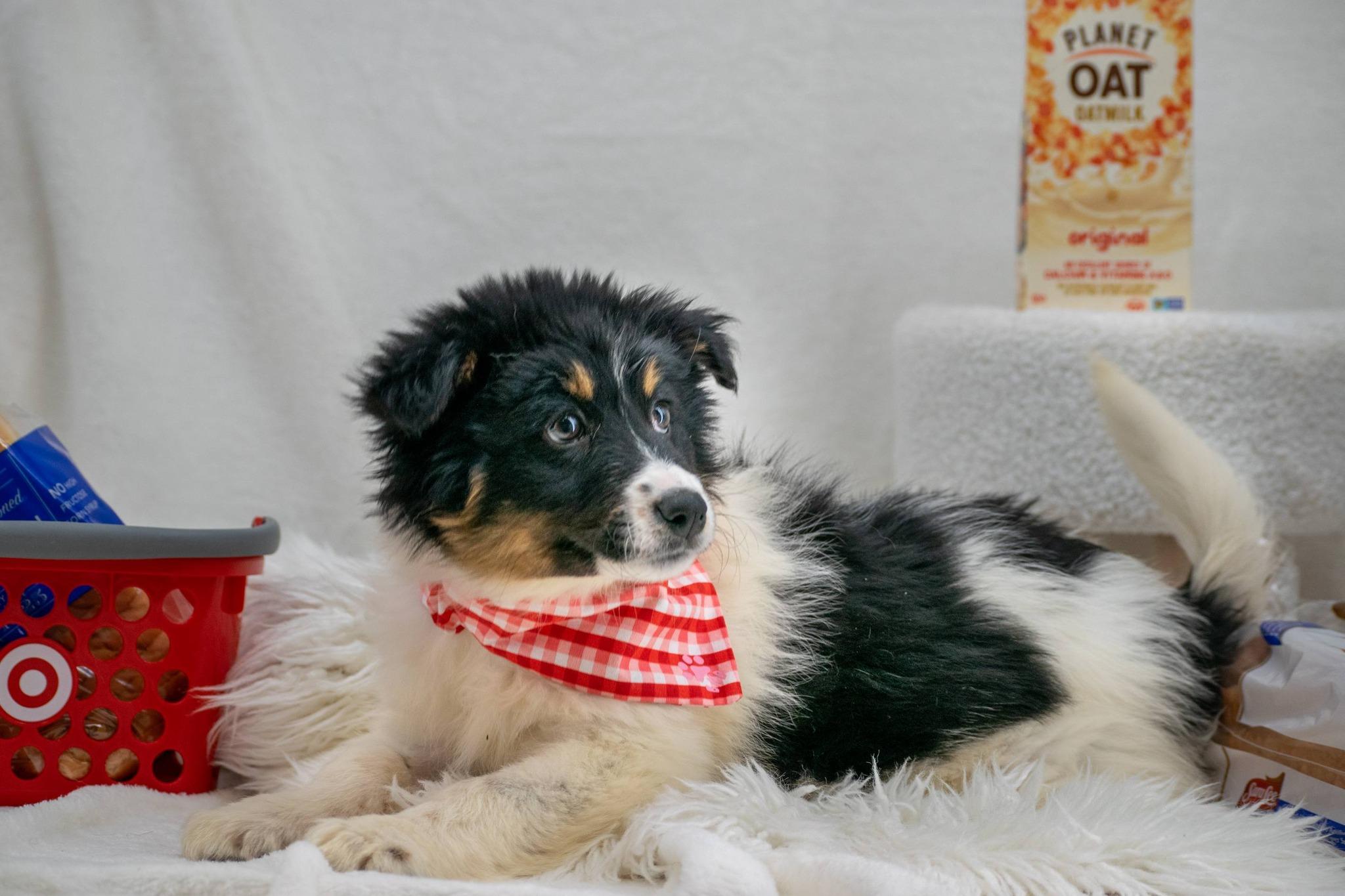 Bread, an adopted Border Collie in Sevierville, TN image 3/4
