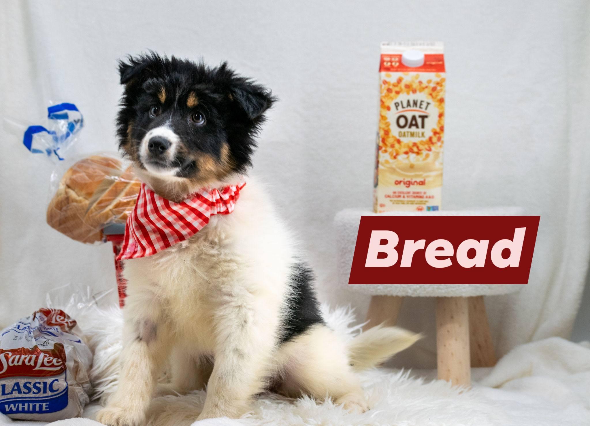Bread, an adopted Border Collie in Sevierville, TN image 1/4