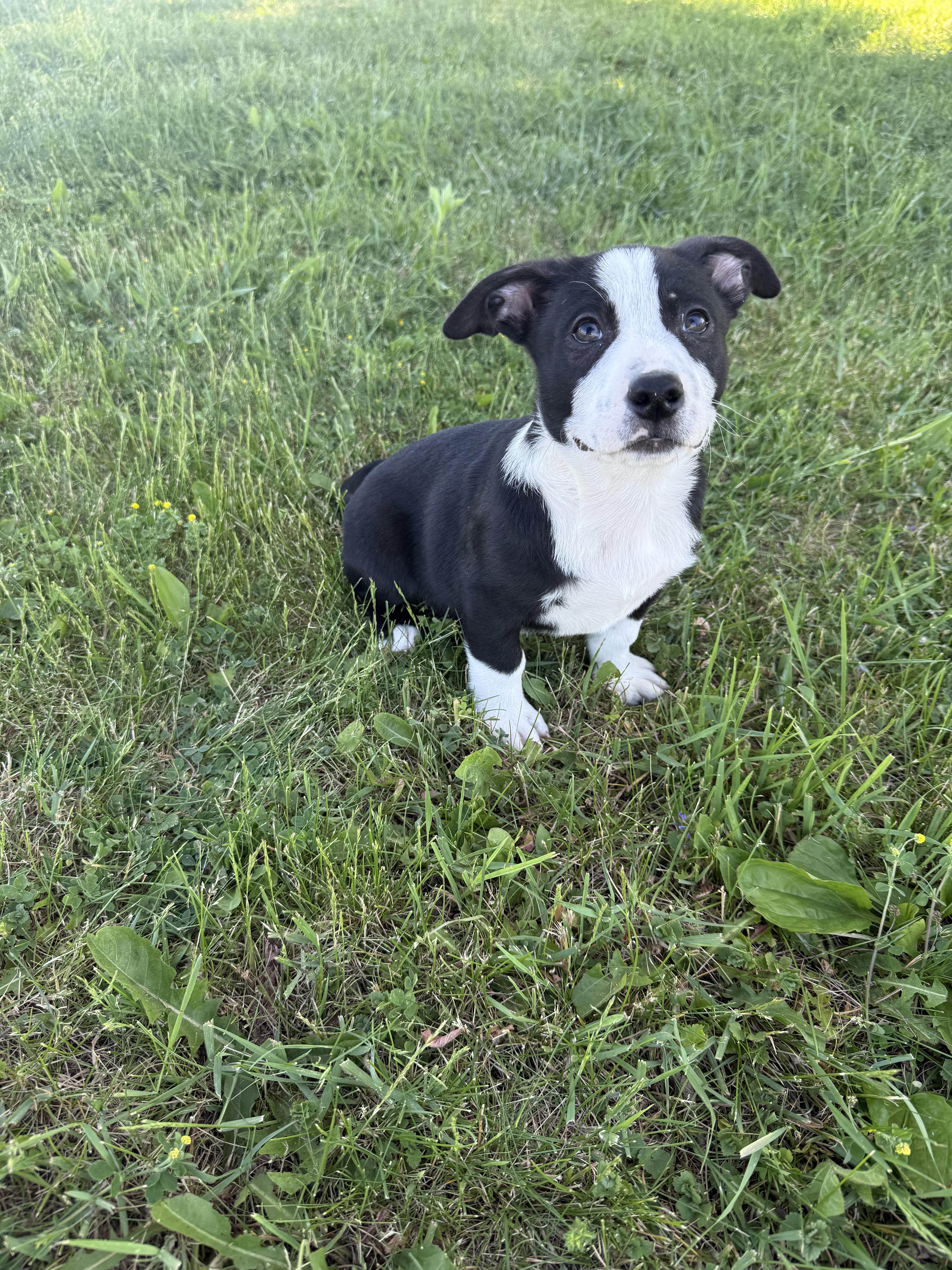 Domino, an adopted mixed breed in Hales corners, WI image 4/4