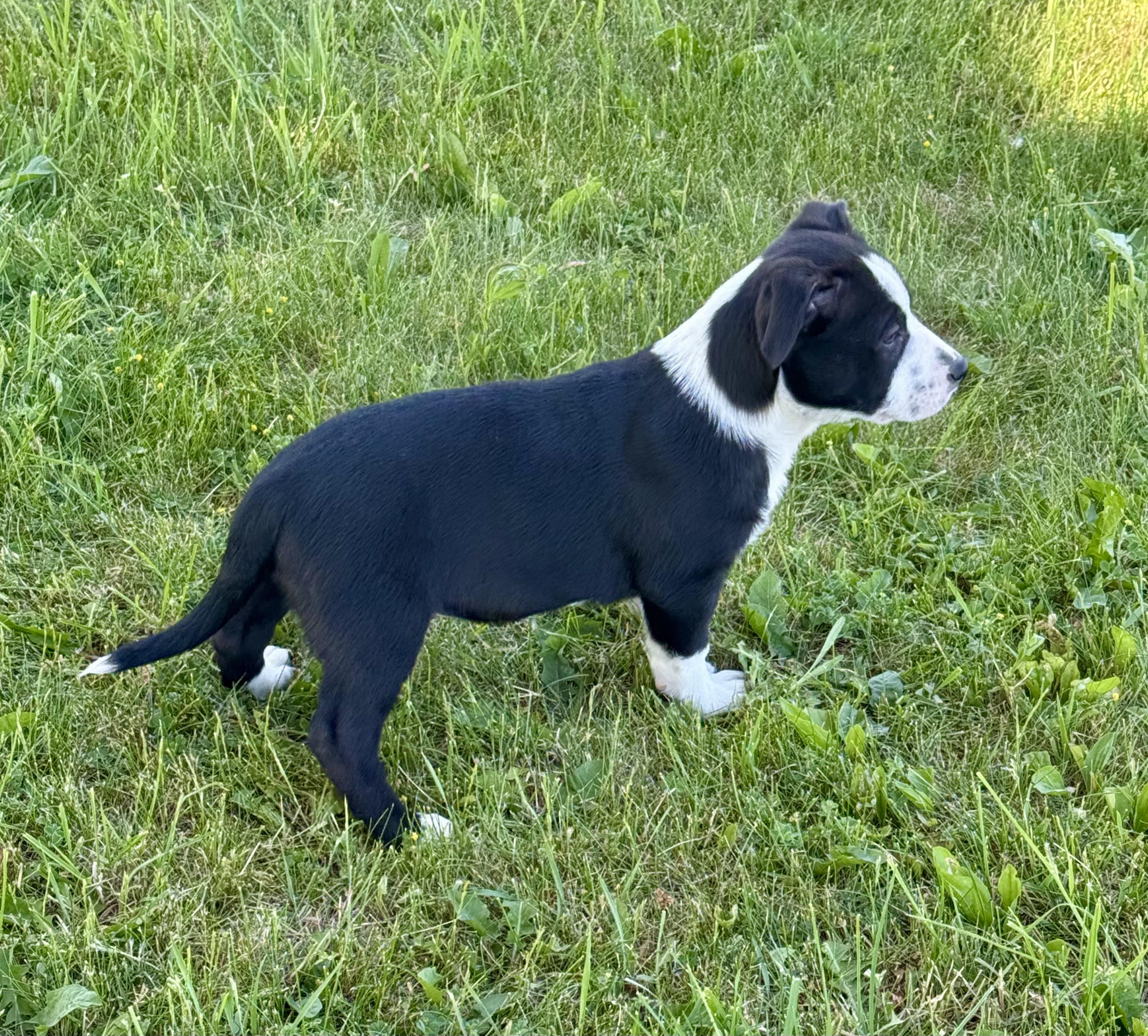 Domino, an adopted mixed breed in Hales corners, WI image 2/4
