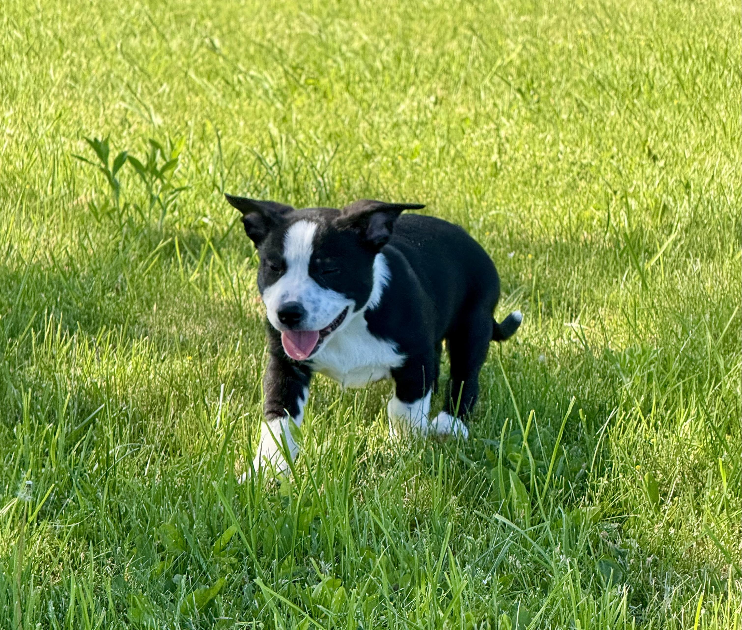Domino, an adopted mixed breed in Hales corners, WI image 1/4
