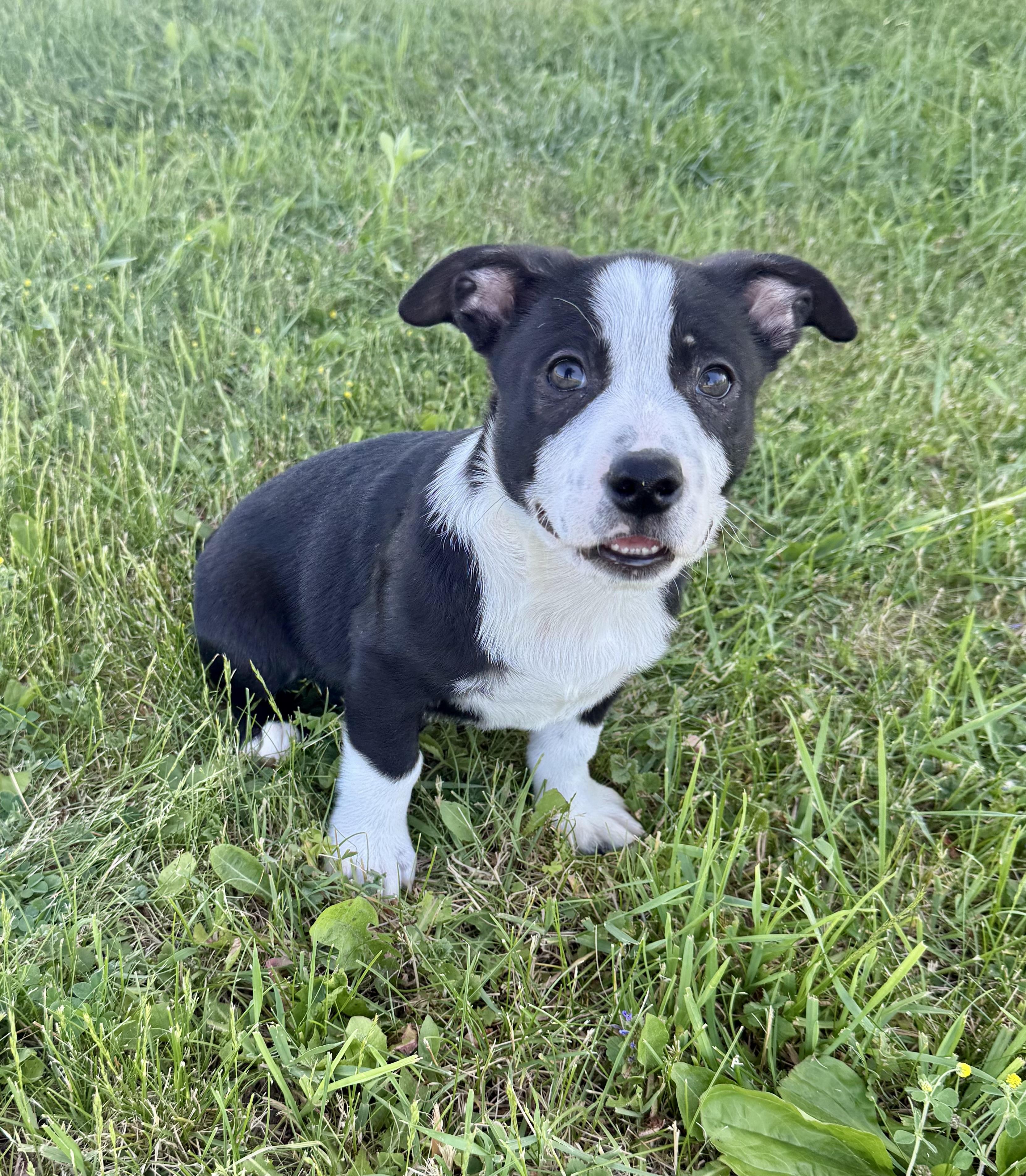 Domino, an adopted mixed breed in Hales corners, WI image 3/4