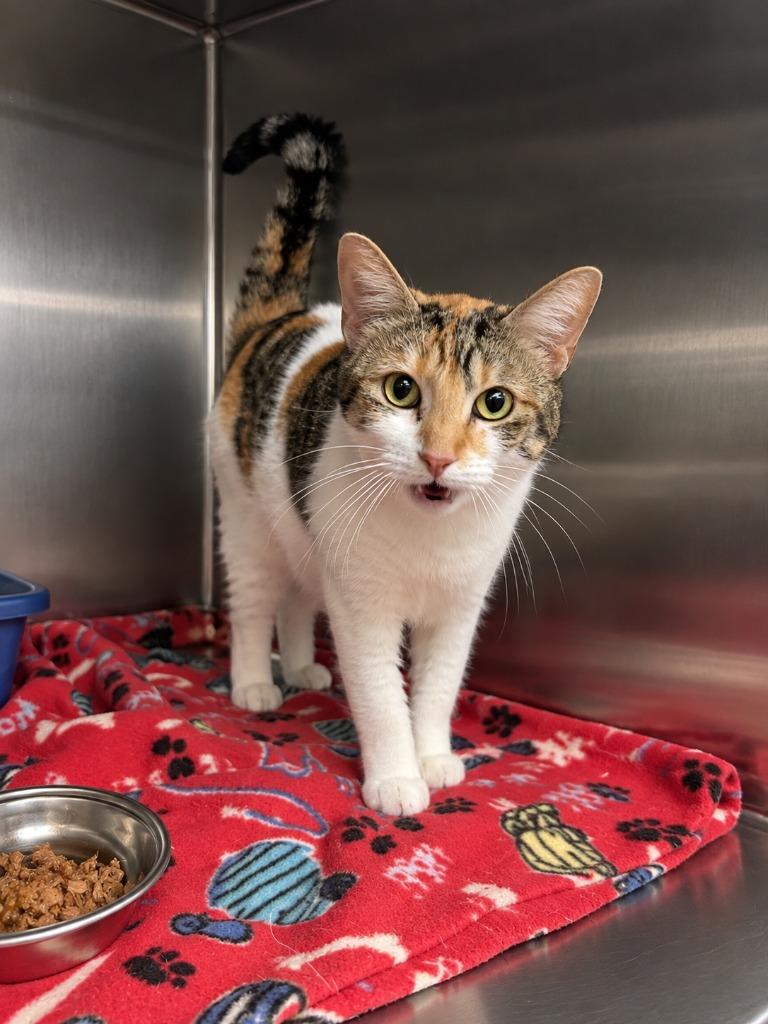 Irma, Adoptable, Adult Female Domestic Short Hair.