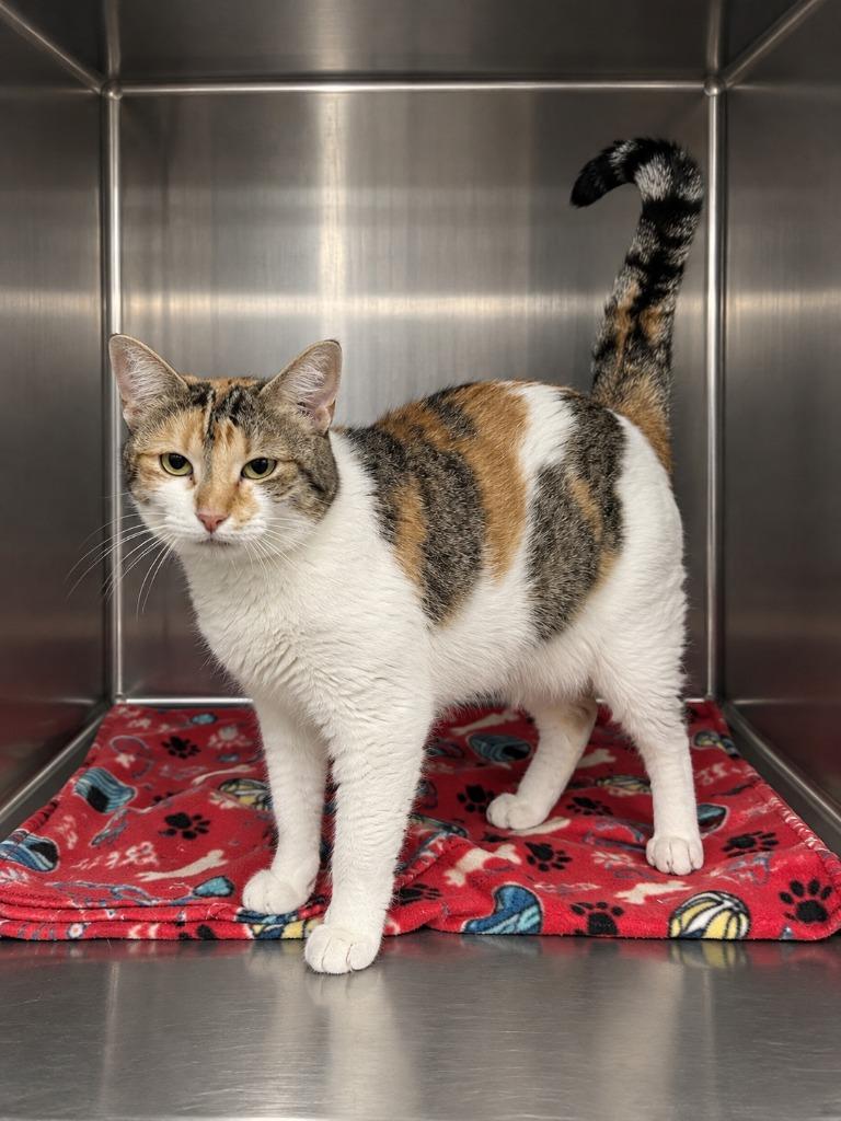 Enlarge Irma, a Adoptable mixed breed in Gautier, MS image 2/3