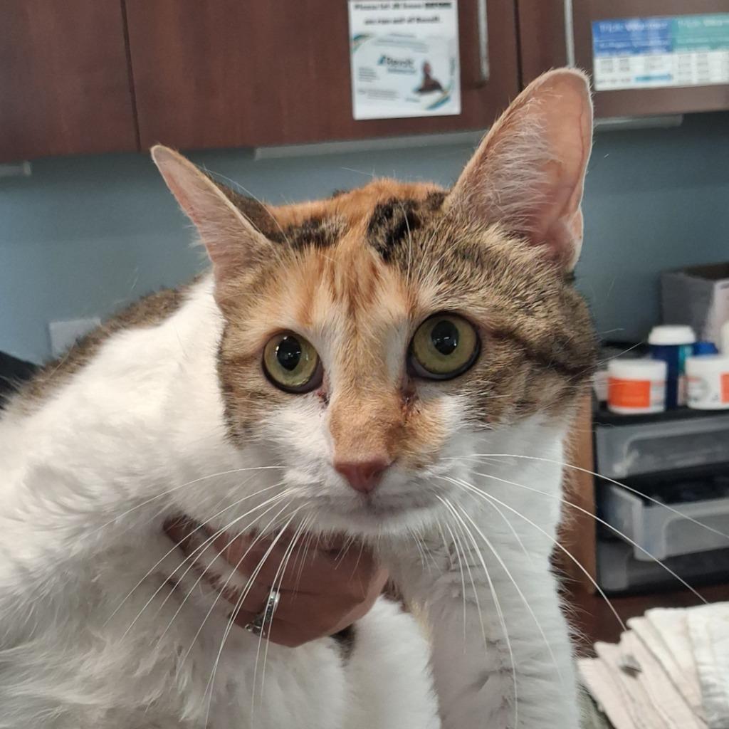 Enlarge Irma, a Adoptable mixed breed in Gautier, MS image 3/3