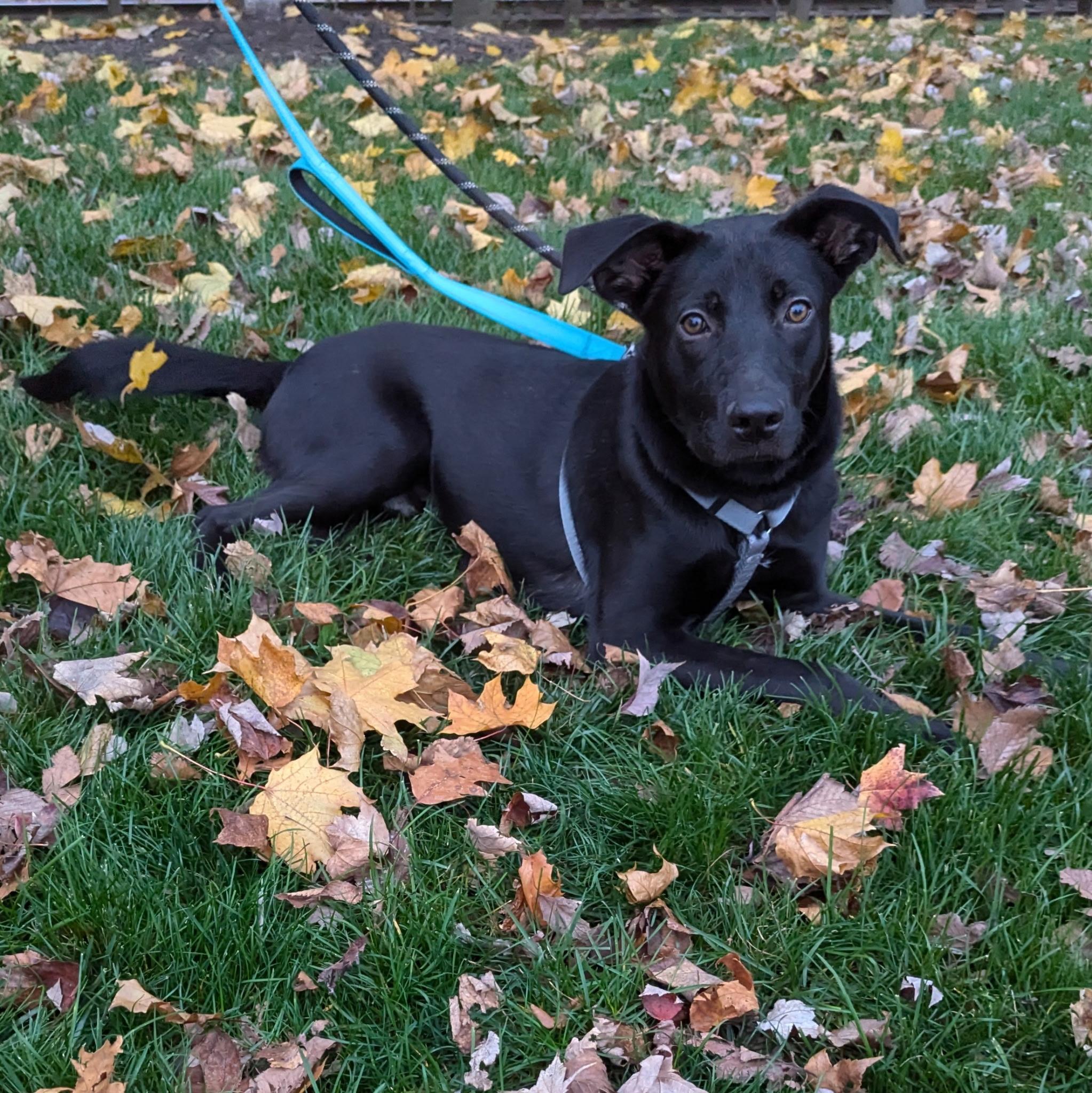 Enlarge Mr. Peach, a Adoptable mixed breed in Paramus, NJ image 1/6