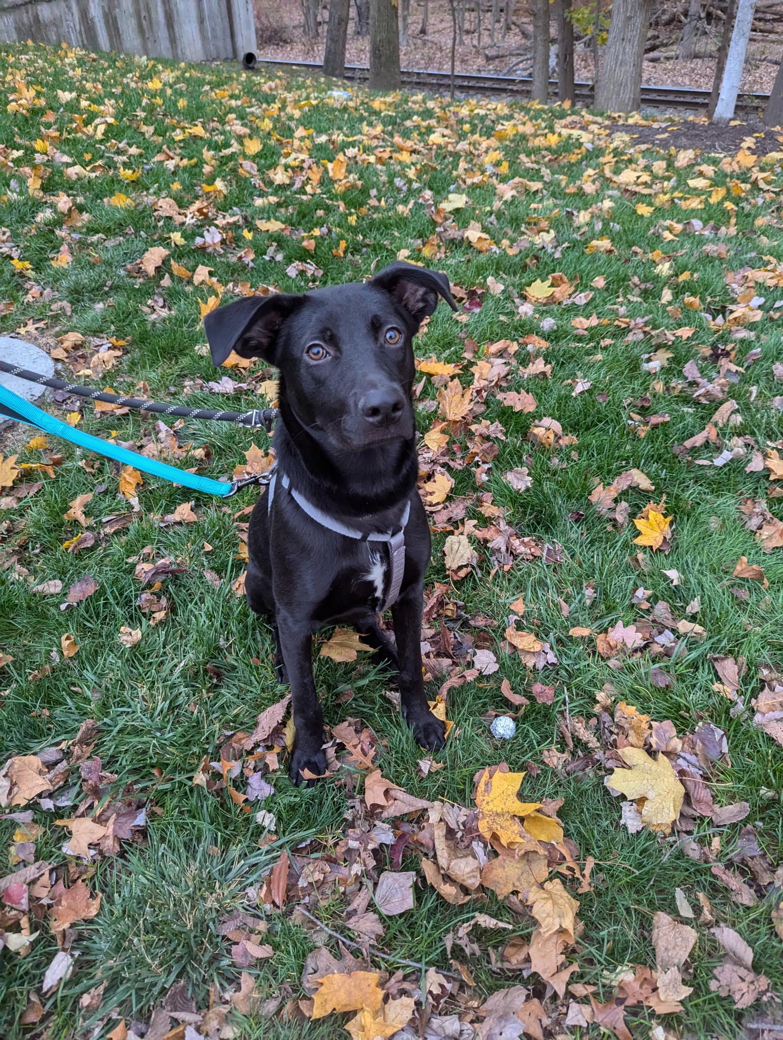 Enlarge Mr. Peach, a Adoptable mixed breed in Paramus, NJ image 2/6