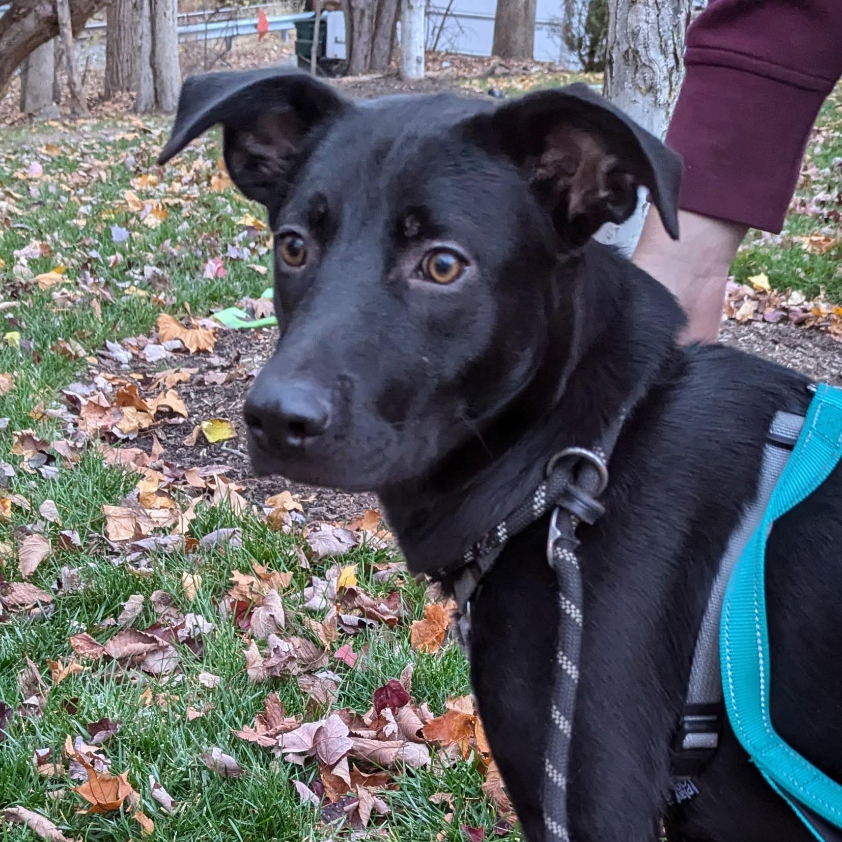 Enlarge Mr. Peach, a Adoptable mixed breed in Paramus, NJ image 3/6