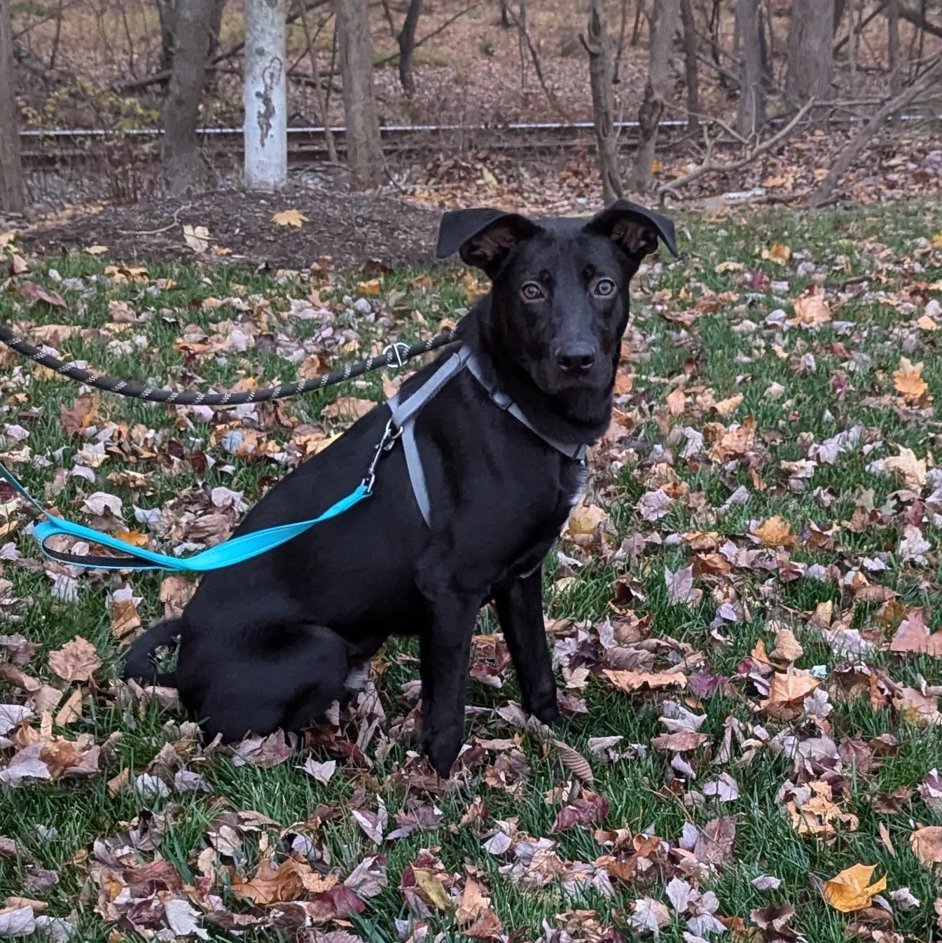 Enlarge Mr. Peach, a Adoptable mixed breed in Paramus, NJ image 4/6