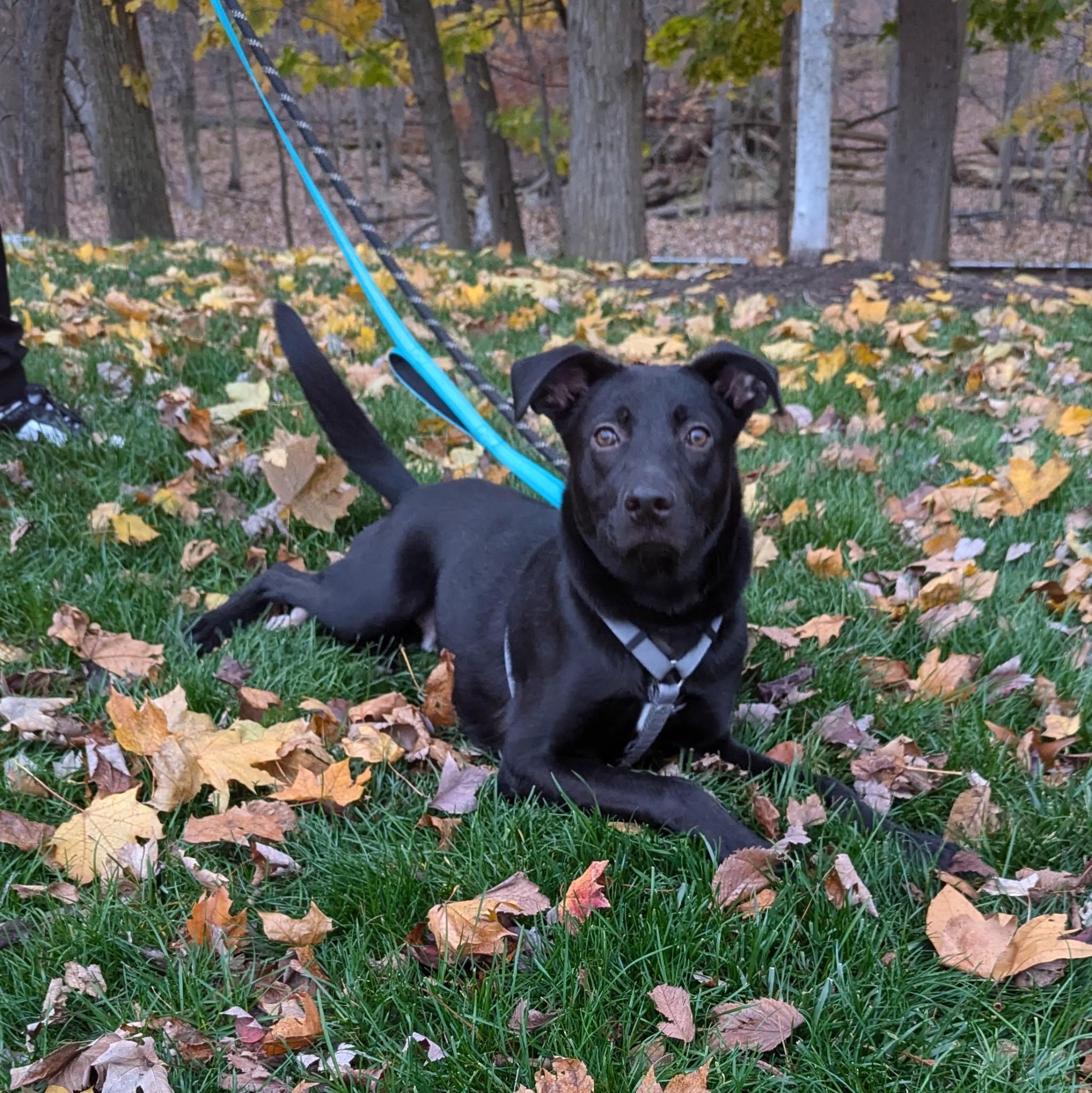 Enlarge Mr. Peach, a Adoptable mixed breed in Paramus, NJ image 5/6