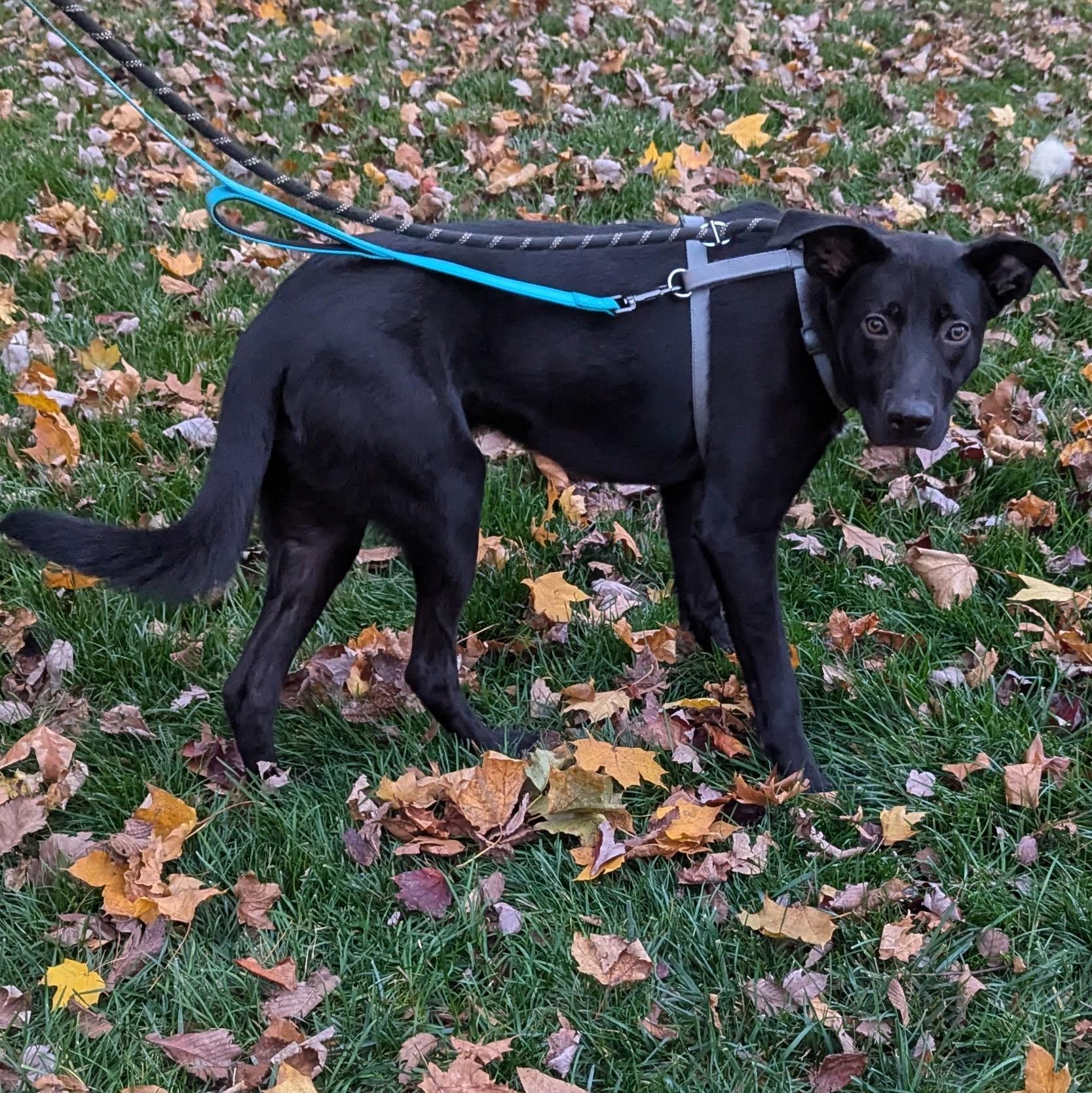 Enlarge Mr. Peach, a Adoptable mixed breed in Paramus, NJ image 6/6