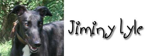 Jiminy Lyle, Adopted, Senior Male Greyhound.