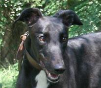 Jiminy Lyle, a Adopted Greyhound in Douglasville, GA image 2/3