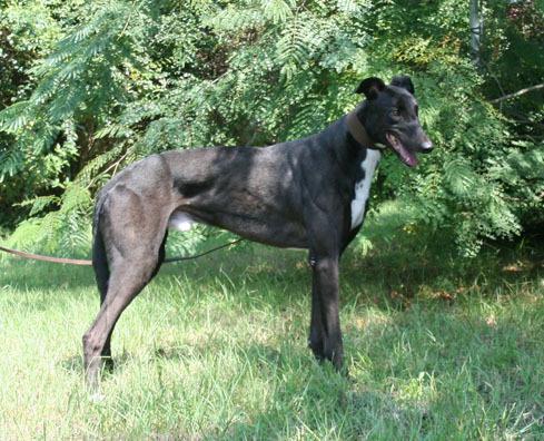 Jiminy Lyle, a Adopted Greyhound in Douglasville, GA image 3/3
