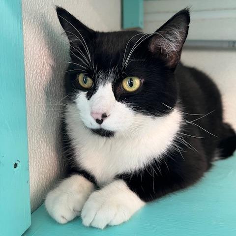 Socks, Adoptable, Adult Male Domestic Short Hair.