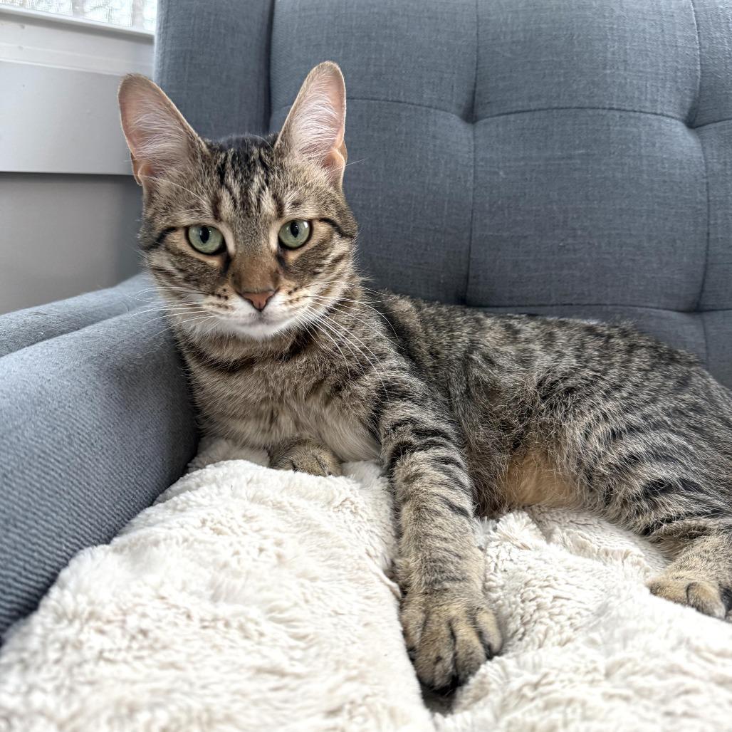 Mory, Adoptable, Adult Male Domestic Short Hair.